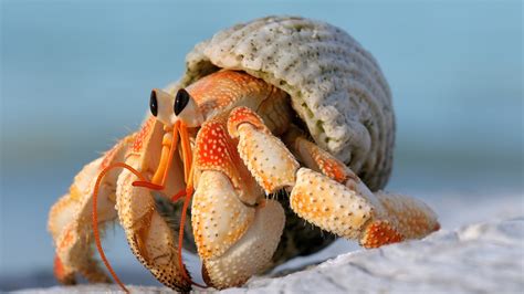 hermes crab|hermit crabs wikipedia.